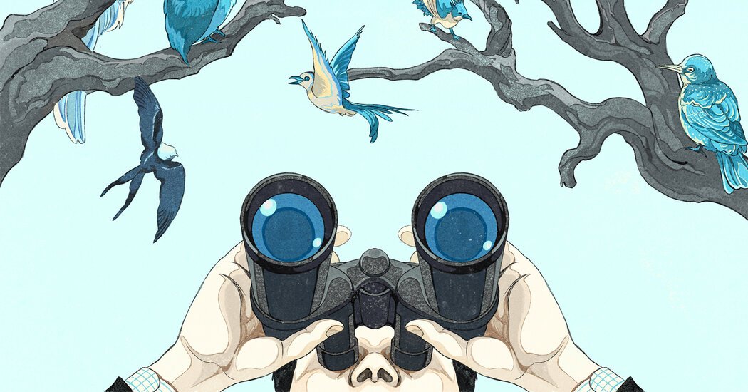 How to Bird-Watch: A Traveler’s Guide How to Bird-Watch: A Traveler’s Guide
