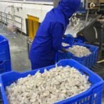 India preparing to ship 40,000 tonnes of shrimp to U.S. after tariff pause