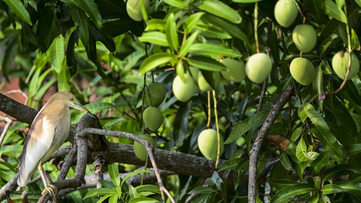 High temperatures and mango production | Explained High temperatures and mango production | Explained