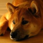 Bitcoin Analyst Says Shiba Inu Price Is Not Hitting , Here’s Why