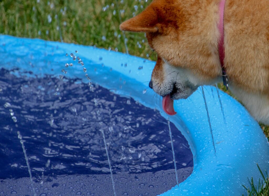Dogecoin May Plunge Before Skyrocketing 400%—Analyst