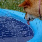 Dogecoin May Plunge Before Skyrocketing 400%—Analyst