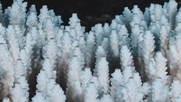 Most of world’s colourful corals go white in record-breaking bleaching Most of world’s colourful corals go white in record-breaking bleaching
