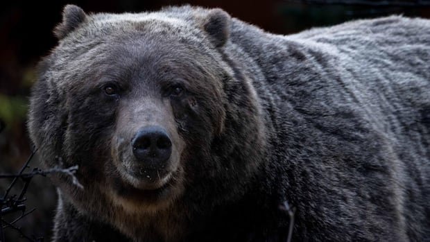 Legendary grizzly ‘The Boss’ and other Alberta bears emerging from winter dens Legendary grizzly ‘The Boss’ and other Alberta bears emerging from winter dens