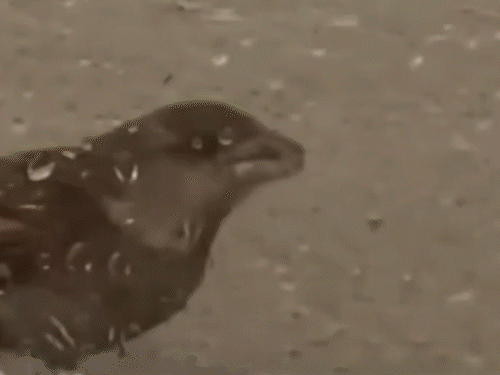 Kerala Sparrow Bird Rescue Video; Judge Collector Villagers | Kannur News | गौरैया को बचाने कोर्ट ने सीलबंद दुकान के ताले खुलवाए: केरल के कन्नूर की घटना; शटर और कांच के बीच 3 दिन से फंसी थी Kerala Sparrow Bird Rescue Video; Judge Collector Villagers | Kannur News | गौरैया को बचाने कोर्ट ने सीलबंद दुकान के ताले खुलवाए: केरल के कन्नूर की घटना; शटर और कांच के बीच 3 दिन से फंसी थी