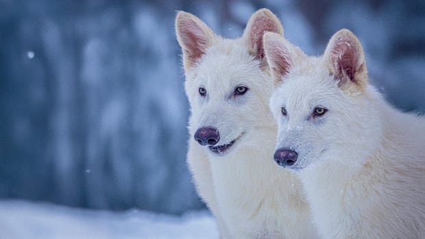 A biotech company has, sort of, revived the long-extinct dire wolf