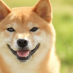 Meme to Mainstream: 21Shares Spotlights Dogecoin ETP