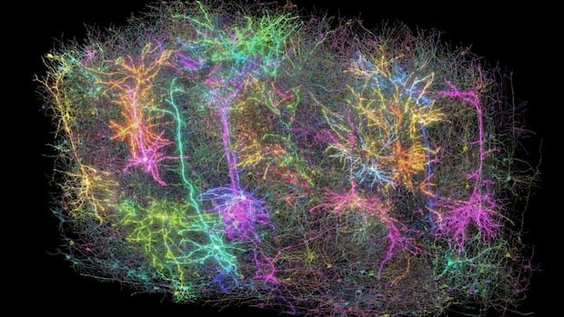 This isn’t a galaxy — it’s a map of a mouse’s brain