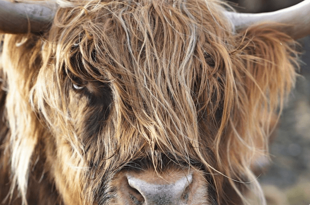 New Moon In Taurus – Get Real