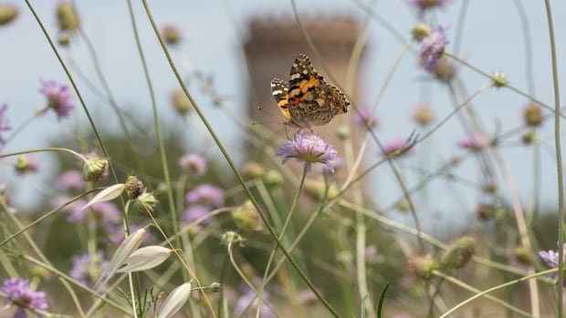 Chasing butterflies around the globe changed this photographer’s worldview Chasing butterflies around the globe changed this photographer’s worldview