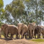When an earthquake hit, these elephants formed a protective circle around their youngest