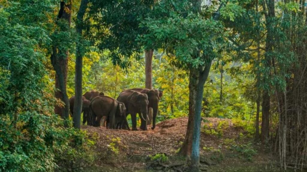 Fear and anger in villages of MP’s Shahdol after wild elephants kill 3 | India News