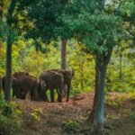 Fear and anger in villages of MP’s Shahdol after wild elephants kill 3 | India News