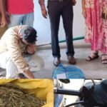 Three peddlers arrested, over 3 kg ganja seized by Excise officials