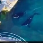 Killer Whales Trapped In Abandoned French Marine Park 4 Months After Closure