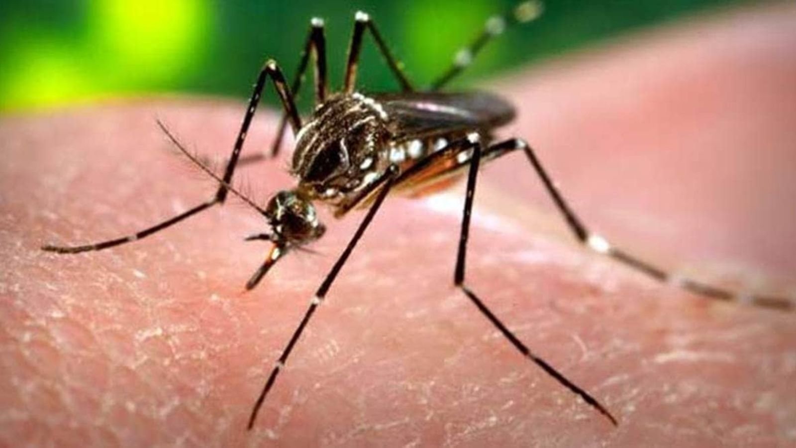 Over 130 dengue and chikungunya cases till April, Pune steps up vigil ahead of monsoon | Pune News Over 130 dengue and chikungunya cases till April, Pune steps up vigil ahead of monsoon | Pune News