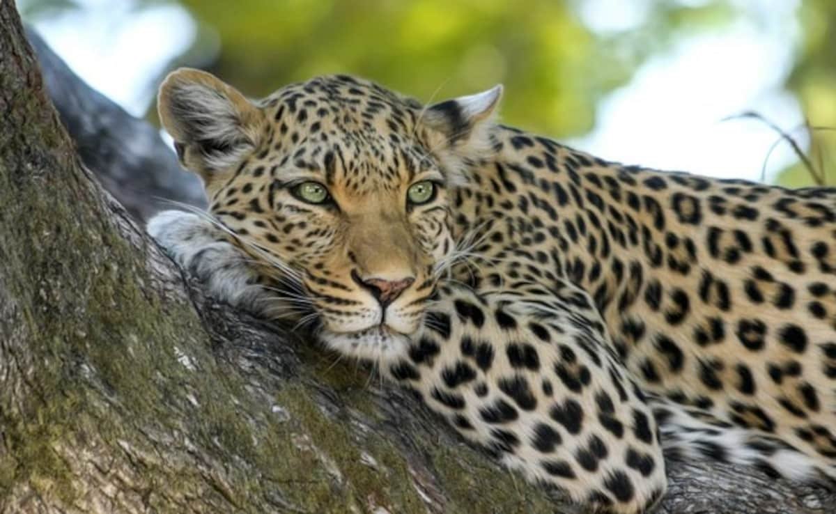 Leopard Kills Woman Sleeping On Open Roof Of Her House In UP Leopard Kills Woman Sleeping On Open Roof Of Her House In UP