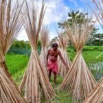 India curbs jute imports from Bangladesh as dumping hurts local farmers and mills