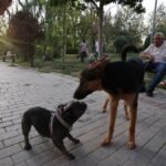 Iran authorities expand dog walking ban