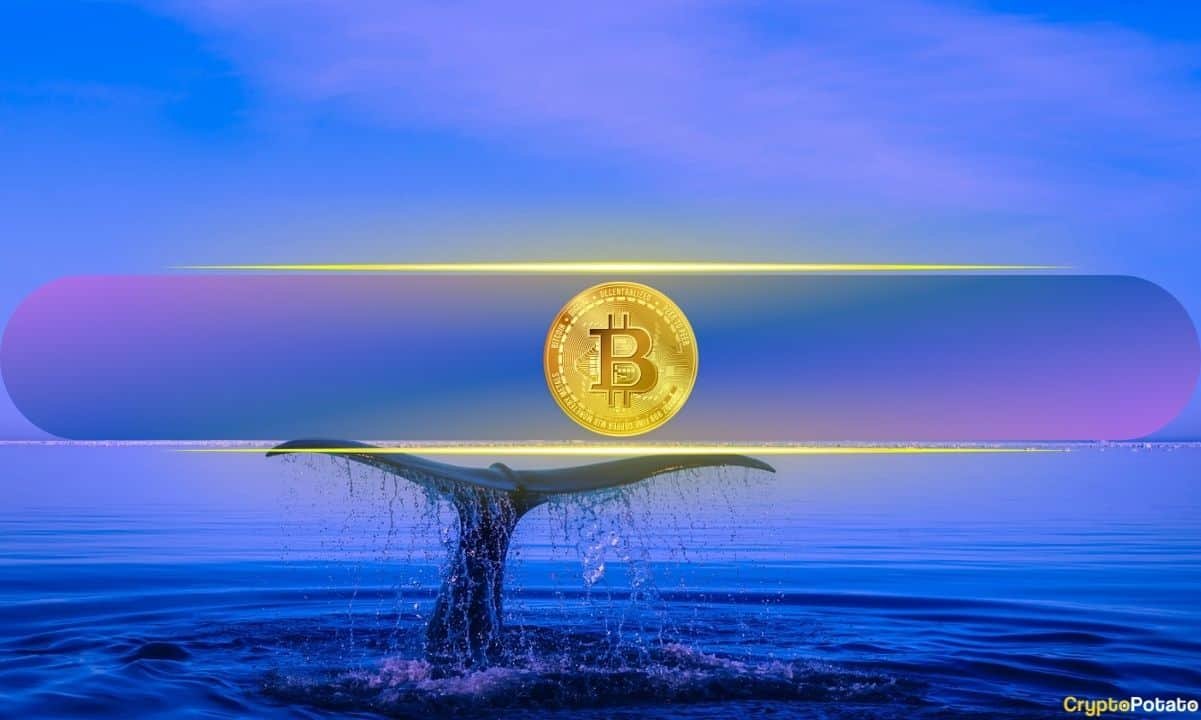 Number of Large Bitcoin Investors Surge to Multi-Month Highs: Do They Know Something? Number of Large Bitcoin Investors Surge to Multi-Month Highs: Do They Know Something?