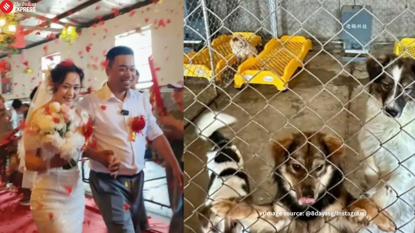 ‘Best wedding ever’: Chinese couple gets married at dog shelter, celebrates big day with over 200 rescued dogs | Trending News ‘Best wedding ever’: Chinese couple gets married at dog shelter, celebrates big day with over 200 rescued dogs | Trending News