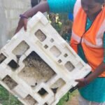 Erode Corporation extends service of domestic breeding checkers for two more months