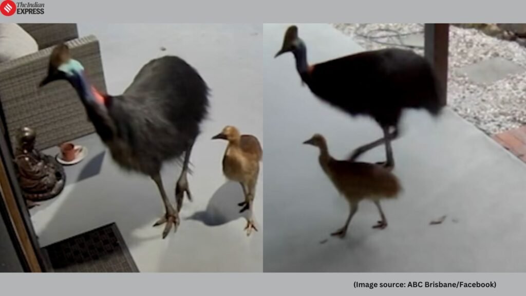 Watch: Mother and child’s heart-stopping escape from ‘world’s most dangerous bird’ goes viral | Trending News
