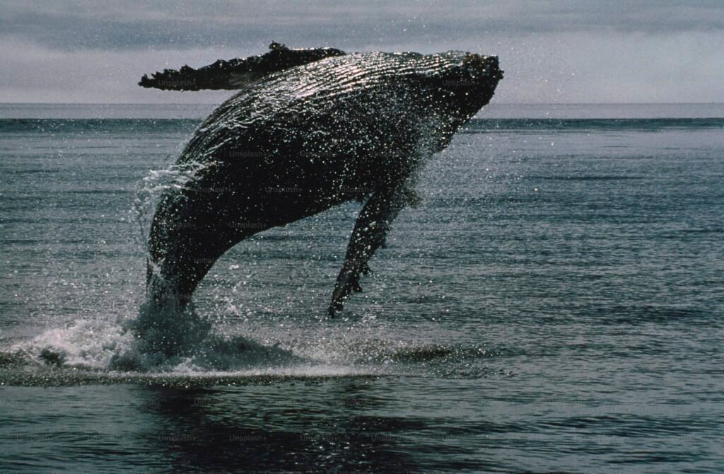 Bitcoin Whale Breaks Silence with  Million Transfer — What’s Going On?