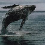 Bitcoin Whale Breaks Silence with  Million Transfer — What’s Going On?