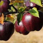 Black Diamond Apple – The Fashiongton Post