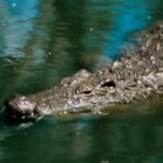 Gujarat: 11-foot crocodile carcass found in Vishwamitri | Ahmedabad News