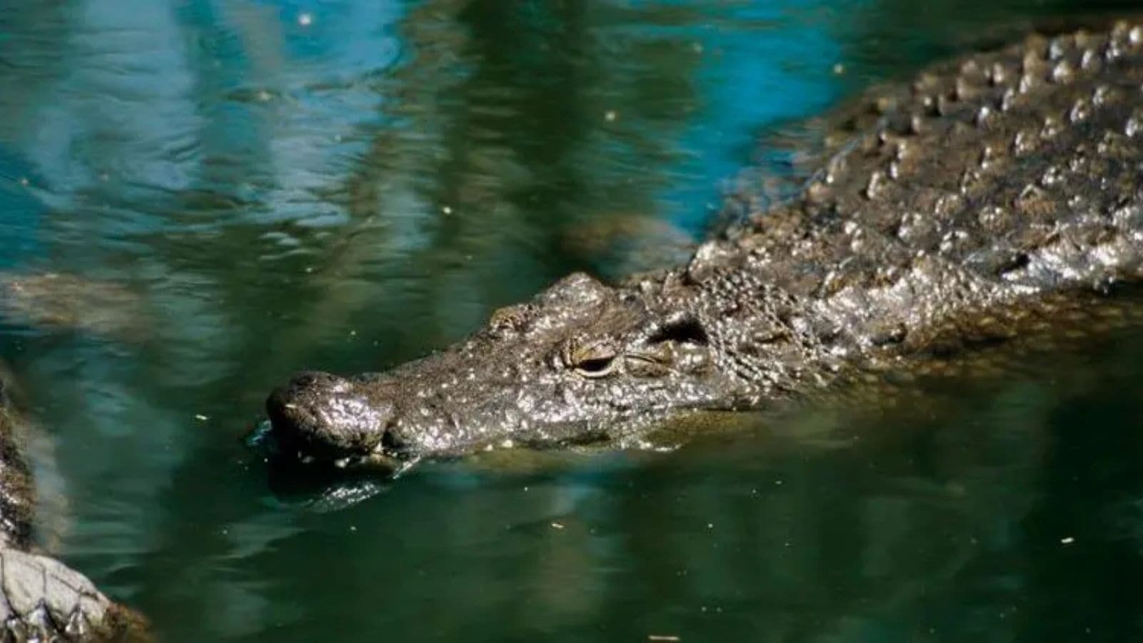 Gujarat: 11-foot crocodile carcass found in Vishwamitri | Ahmedabad News Gujarat: 11-foot crocodile carcass found in Vishwamitri | Ahmedabad News
