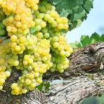 Godello – The Fashiongton Post