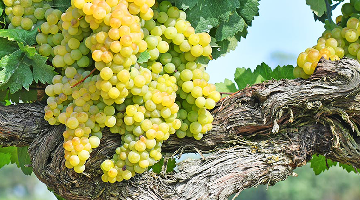 Godello – The Fashiongton Post