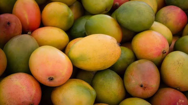 TN farmers slam govt over mango price crash – News Today TN farmers slam govt over mango price crash – News Today