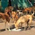 Stray Dog Menace Worries Residents in Chennai Suburbs – News Today