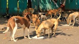 Stray Dog Menace Worries Residents in Chennai Suburbs – News Today