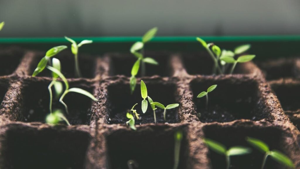 How does a plant’s first shoot rise safely through soil, into daylight?