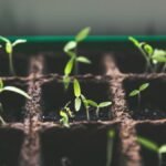 How does a plant’s first shoot rise safely through soil, into daylight?