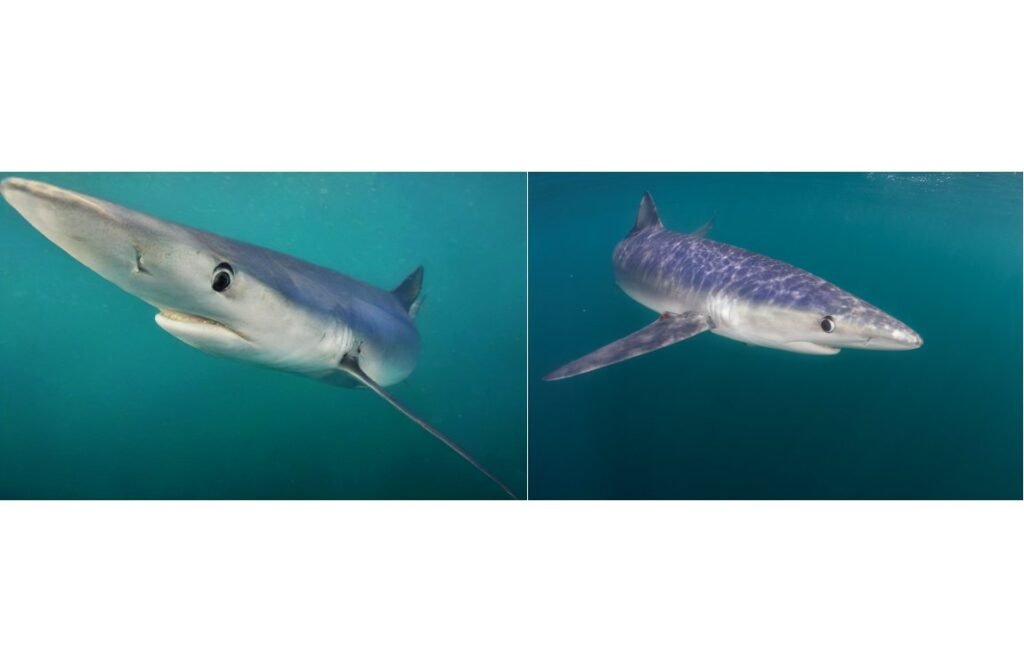 Merging AI and underwater photography to reveal hidden ocean worlds | MIT News