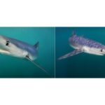 Merging AI and underwater photography to reveal hidden ocean worlds | MIT News