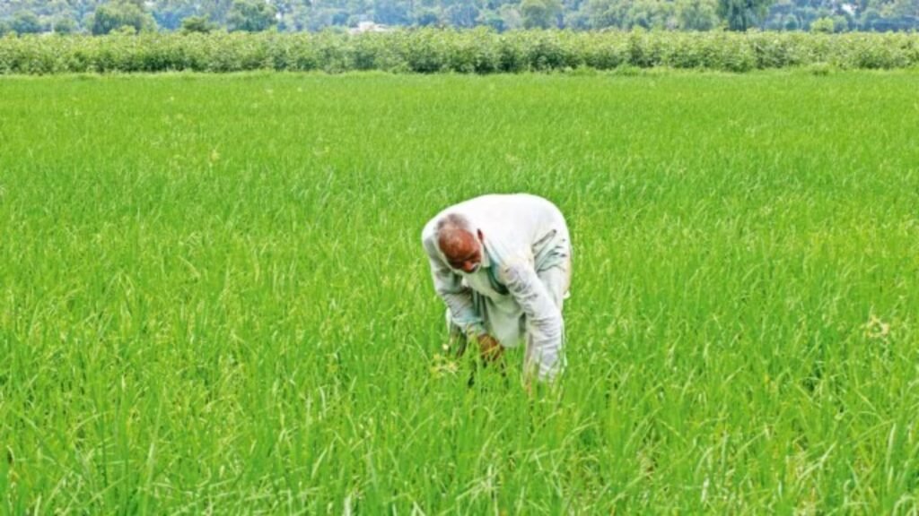 Paddy transplanted in 1.75 lakh hectares so far — a 4-fold jump from last year | Chandigarh News
