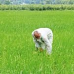 Paddy transplanted in 1.75 lakh hectares so far — a 4-fold jump from last year | Chandigarh News