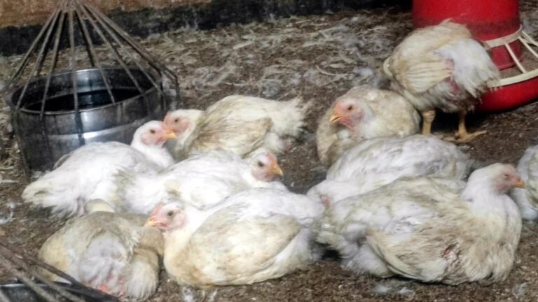 Kerala’s broiler poultry sector faces sustainability crisis amid rising costs 