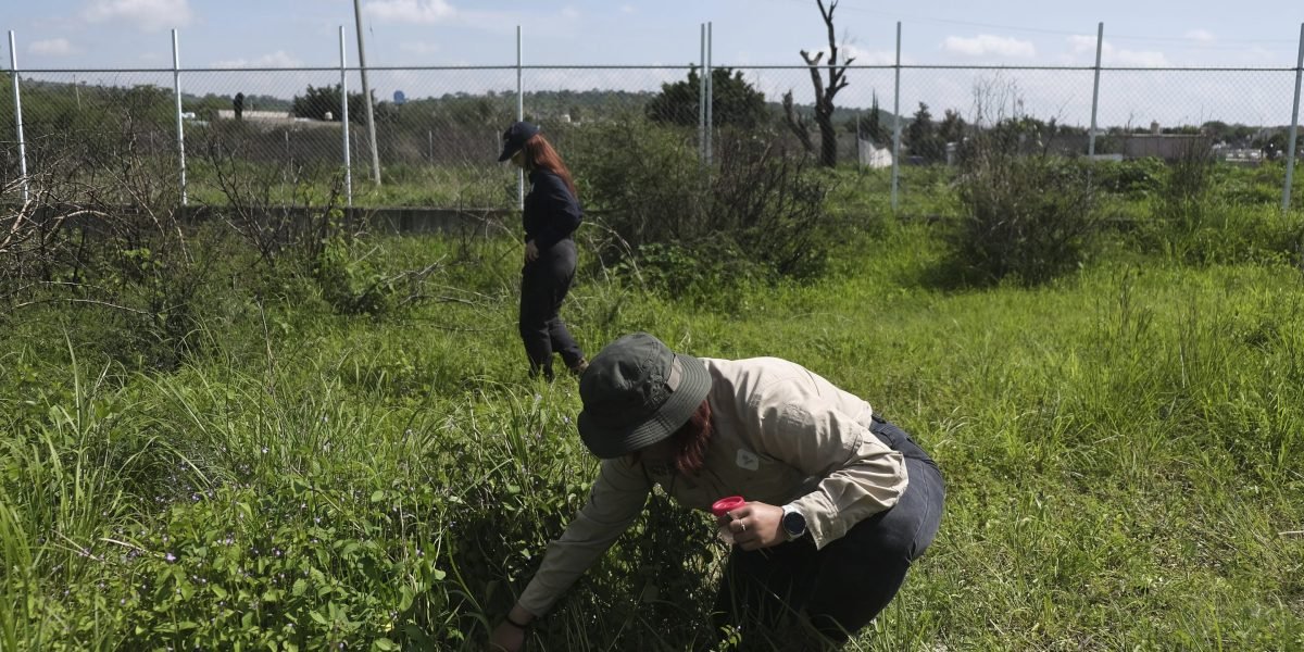 Mexican scientists are creating mass graves of pigs in the hope they’ll someday lead to cartel victim discoveries