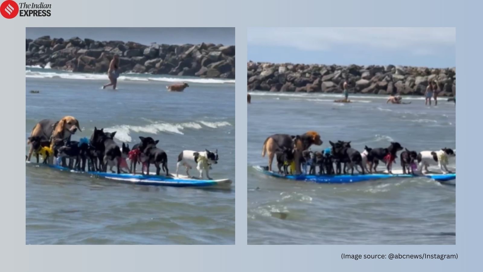 WATCH: Dogs surf together at San Diego beach, viral video leaves netizens ’embarrased’ | Trending News