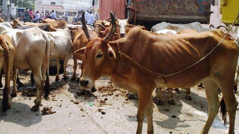 Cattle smuggler held after encounter in Haryana’s Palwal
