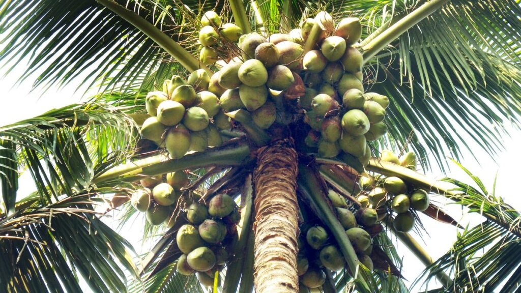 Rise in coconut prices a continuation of a global phenomenon dating back to 2020 Rise in coconut prices a continuation of a global phenomenon dating back to 2020
