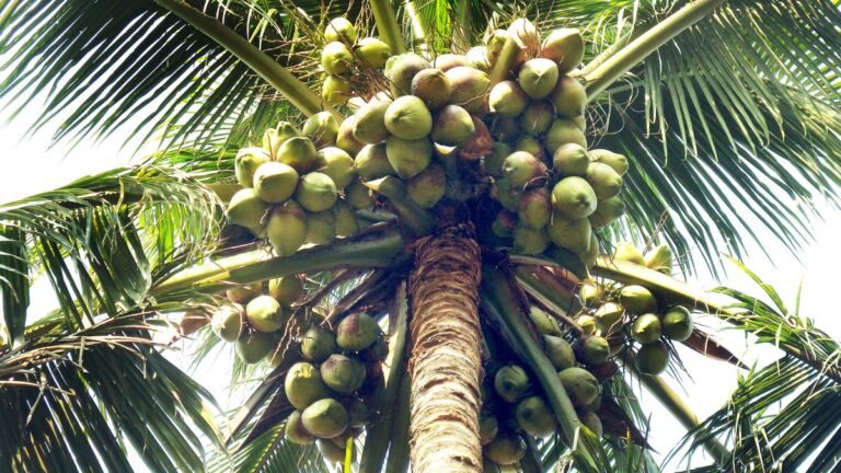 Rise in coconut prices a continuation of a global phenomenon dating back to 2020