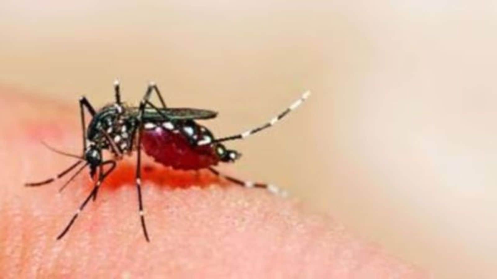 Trapped in terrain: how a range of factors complicate Gadchiroli’s fight against malaria | Mumbai News